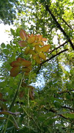 Low angle view of flowering plant against trees