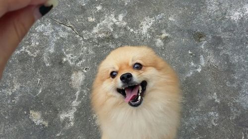 High angle view of pomeranian on footpath