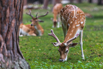 Deer in a forest eating grass