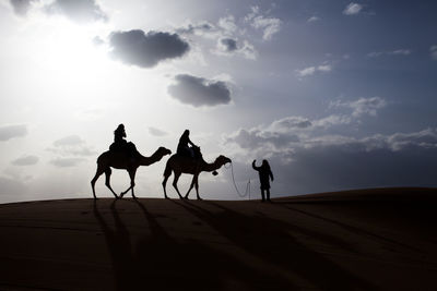Silhouette of two people riding camels with an arab guide in the sahara desert during sundawn