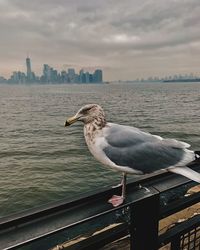 Seagull perching on railing by sea against sky