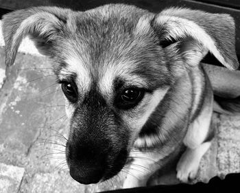 Close-up portrait of dog relaxing outdoors