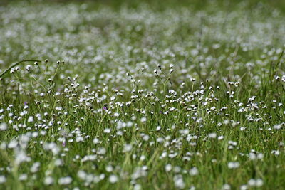 Close-up of wet plants on rainy day