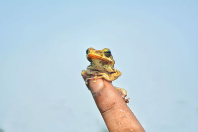 Tiny shink frog on finger.