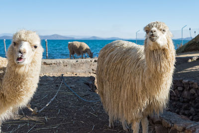 View of alpacas standing in front of ocean