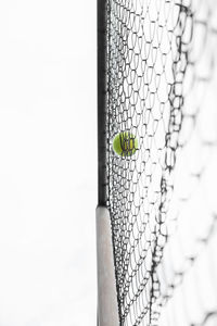 Close-up of green leaf on metal fence against white background