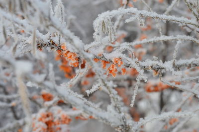 Close-up of frozen plant