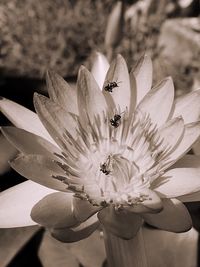 Close-up of insect on flower