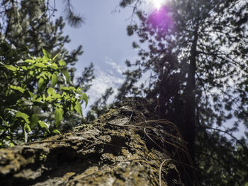 Low angle view of trees against sky