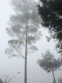 Low angle view of trees