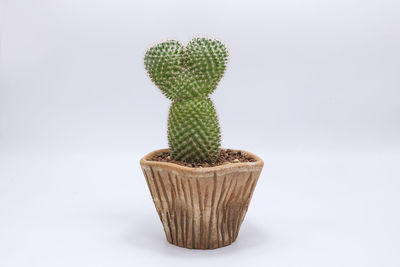 Close-up of cactus plant against white background