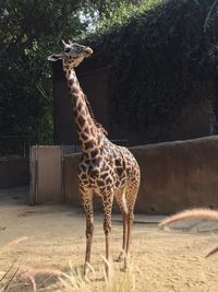 Giraffe standing on tree