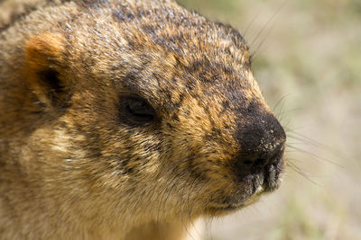 Close-up of an animal