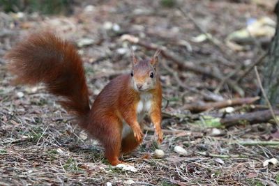 Squirrel on a field