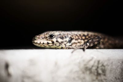 Close-up of a lizard