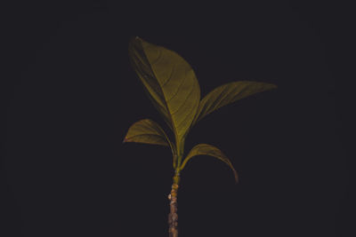 Close-up of yellow leaf against black background