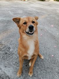 Portrait of dog standing on road