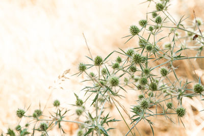 Close-up of flowering plants on field