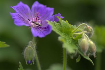 Close-up of insect on flower