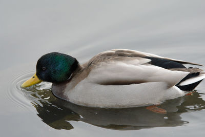 Close-up of duck swimming in lake