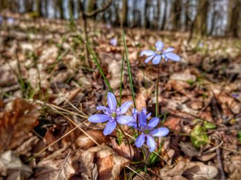 Close-up of purple flowers blooming