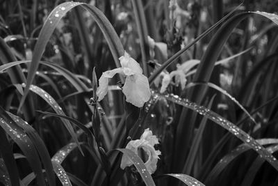 Close-up of wet plants during rainy season