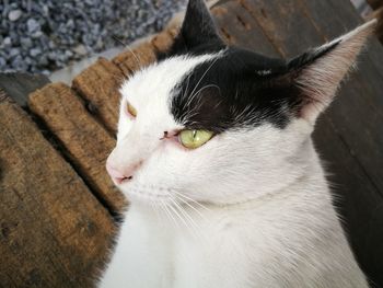 High angle view of cat outdoors