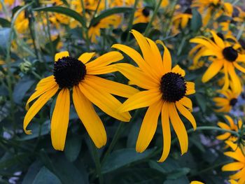 Yellow flowers blooming outdoors