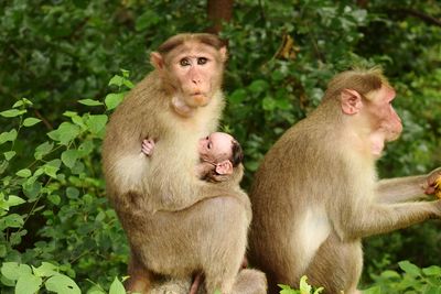 Monkey sitting outdoors