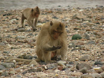 Monkey sitting on rock