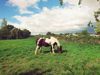 Horse grazing on field against sky