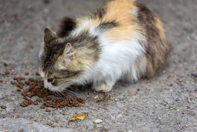 View of a cat looking away