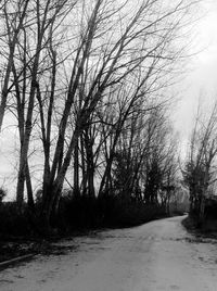 Road passing through bare trees