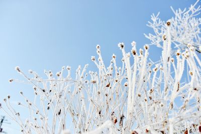 Low angle view of frozen plants against clear sky