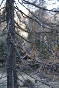 Close-up of snow on tree trunk during winter