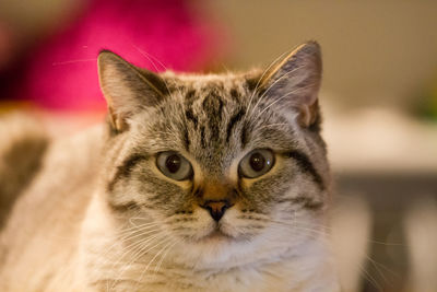 Close-up portrait of cat