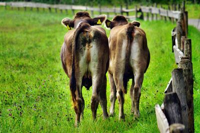 Cows grazing on field