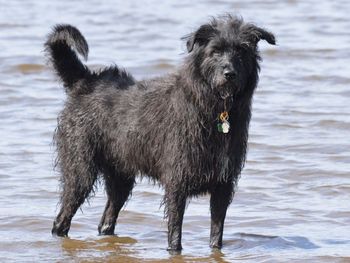 Horse on wet shore