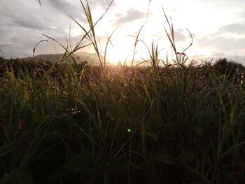 Close-up of grass on field against sky during sunset