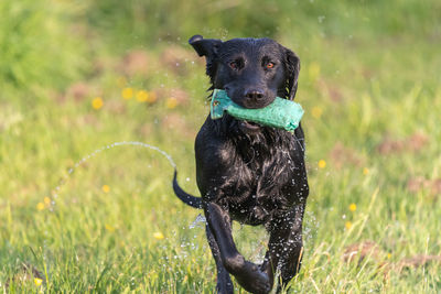 Close up of a wet black labrador running through a field while carrying a training dummy