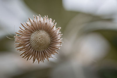 Close-up of a flower