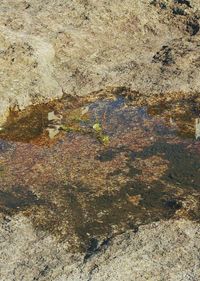 High angle view of puddle