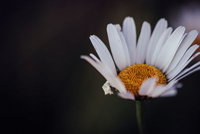 Close-up of white daisy against black background