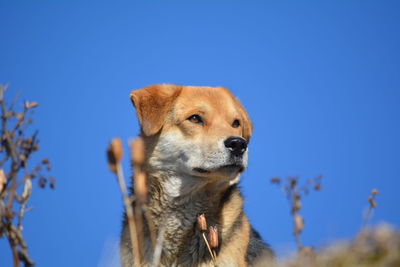 Low angle view of dog against clear blue sky