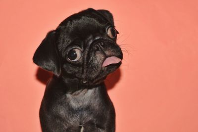 Close-up portrait of black dog against wall