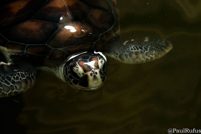 High angle view of turtle swimming in water