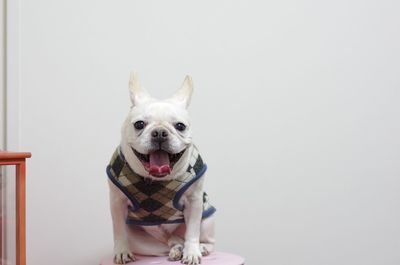 Portrait of french bulldog against wall