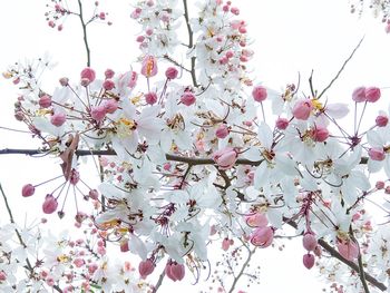 Low angle view of pink flowers blooming on tree