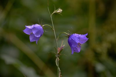 Close-up of purple flowering plant