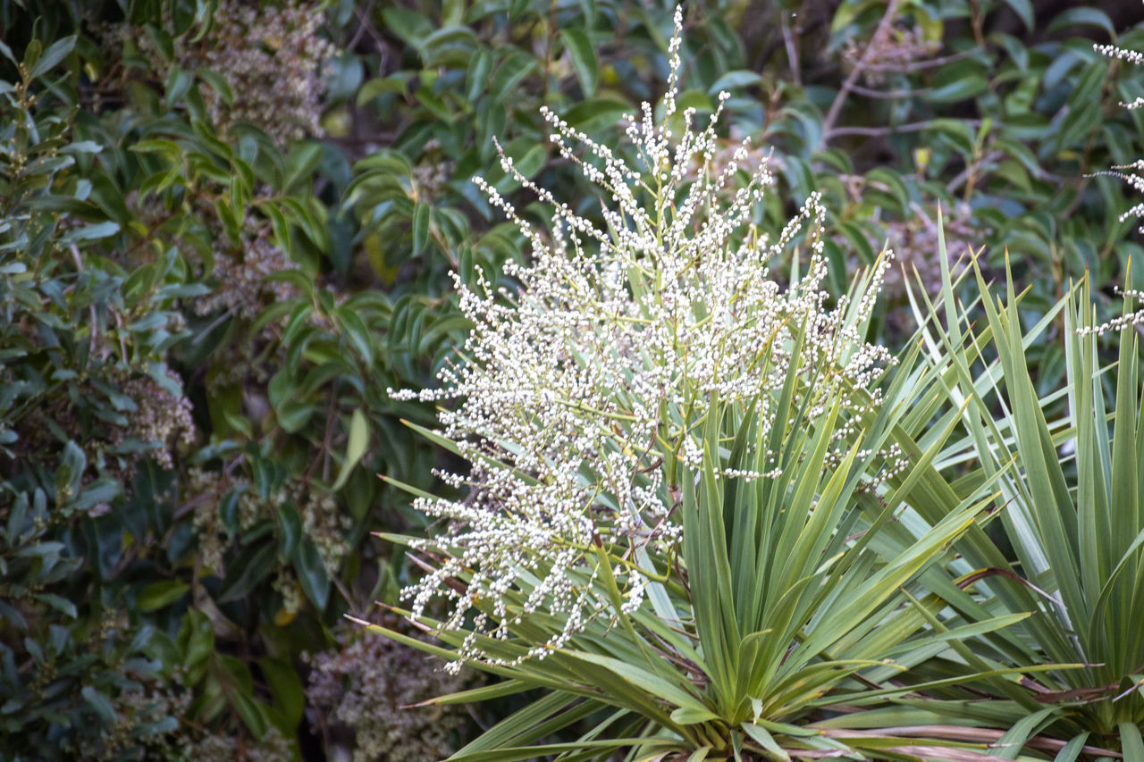 CLOSE-UP OF WHITE FLOWERING PLANT ON FIELD